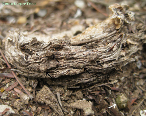Lophophora-williamsii-areole-newgrowth-JimHoggCo