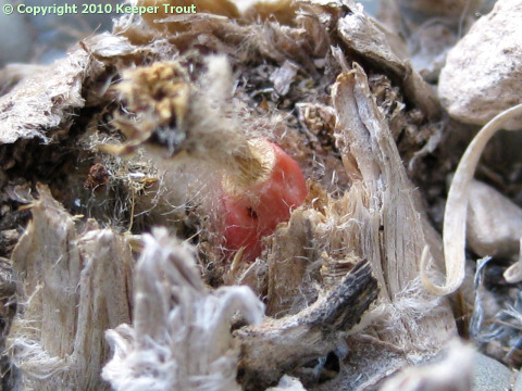 Lophophora-williamsii-echinata-PresidioCo-fruit-2010-6659