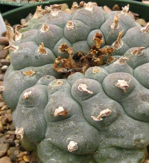 Lophophora williamsii echinata from Val Verde County with a crest starting