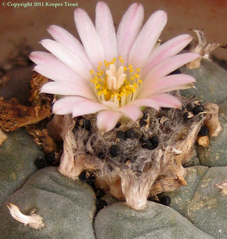 Lophophora-williamsii-echinata-loose-seeds-2531