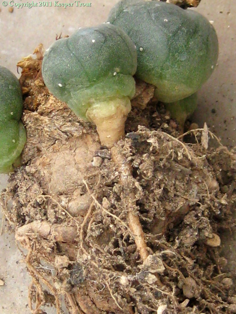 Lophophora-williamsii-pups-independent-roots